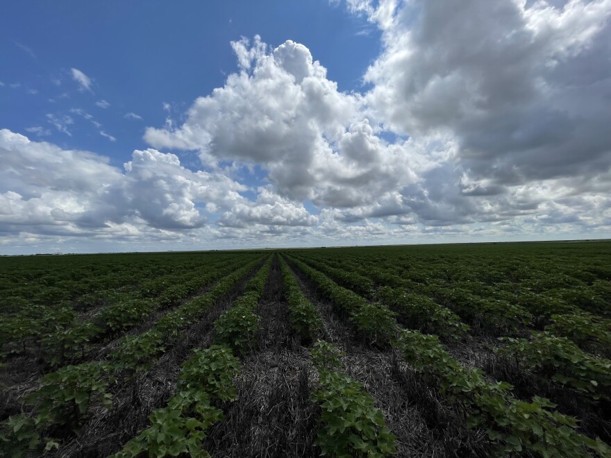 The Natural Resource Conservation Program pays for farmers to implement environmentally friendly practices like cover crops.