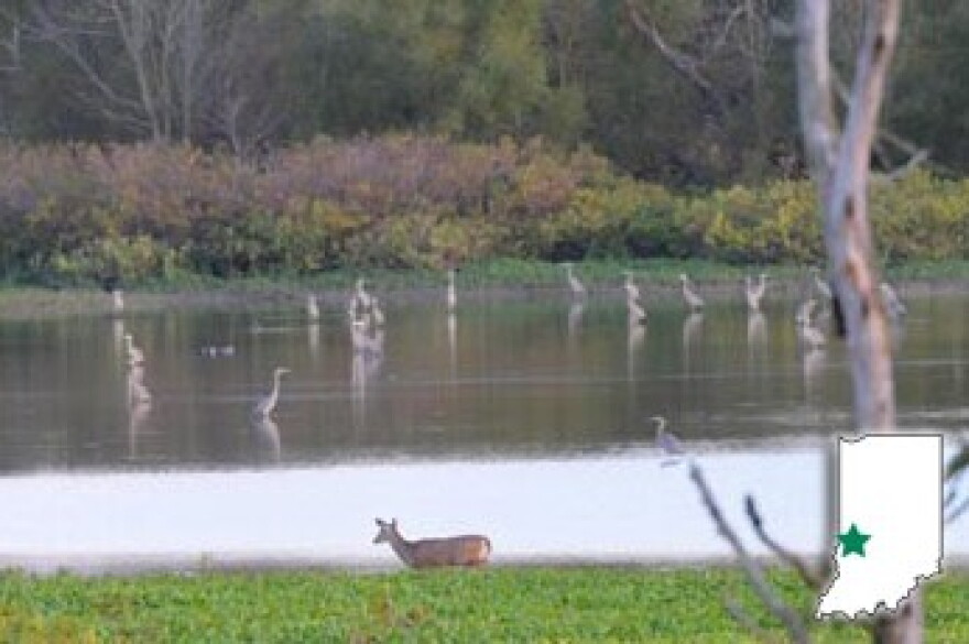An image of Wabashiki Fish & Wildlife Area in Greencastle.