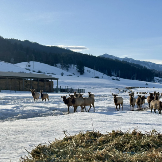 Elk on the feedground in Alpine.