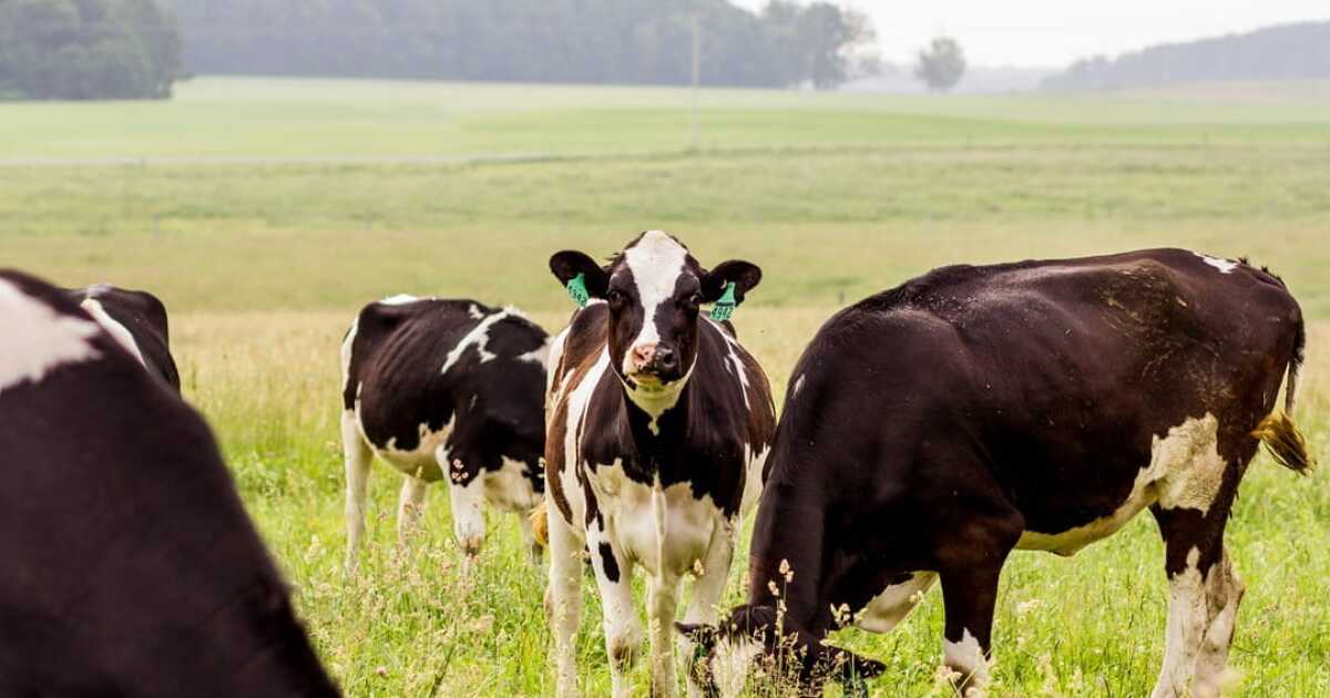 Bovine Tuberculosis discovered in northeast Michigan cattle herds