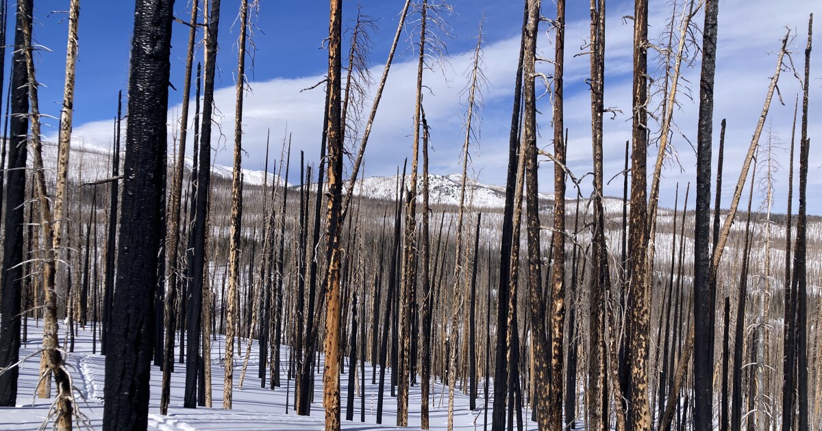In burned forests, the West’s snowpack is melting earlier