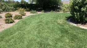 A lawn of Salt Lake City Public Utilities' specially-blended "SLC Turf Trade" that uses 30% less water than other grasses.