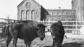 Two bison in a
paddock behind the Smithsonian Institution Building, or Castle, in a photo taken between 1886 and 1889. They were acquired by the United States National Museum's Department of Living Animals, which eventually became the National Zoological Park.
(Courtesy of Smithsonian Institution Archives)
