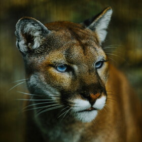 There are more than 6,000 cougars in Oregon
