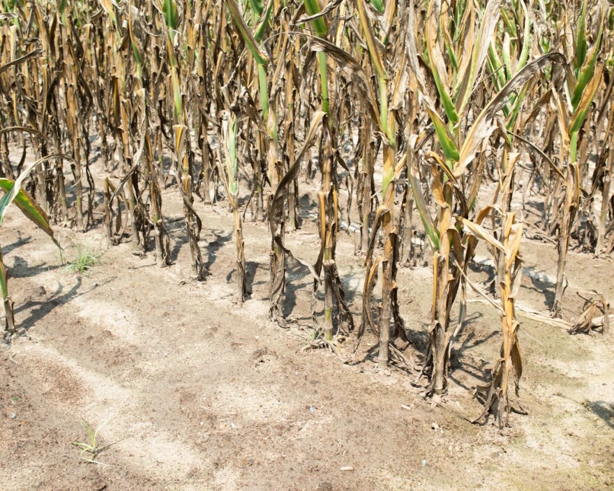 A cornfield in Greene County, outside of Snow Hill in mid-July 2024. Greene County field crops extension agent Hannah Massengill estimates that 70%-80% of Green County's corn crop is lost.