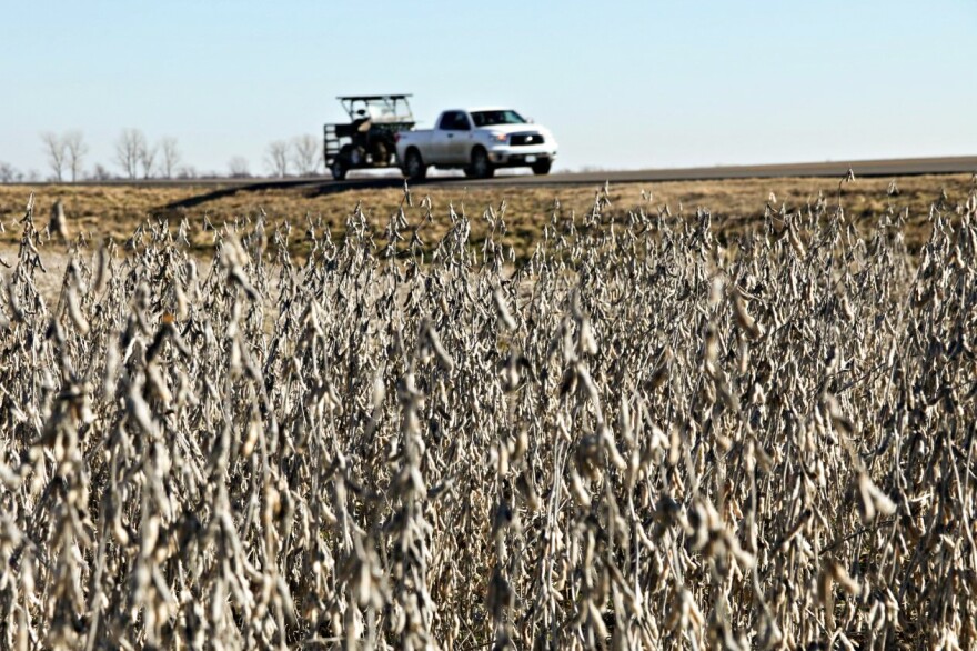 A soybean field in New Madrid County, Mo.