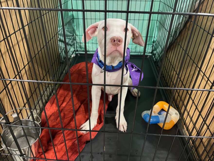 The new law takes into account hoarding, animal abuse in domestic violence situations and law enforcement animals being killed.