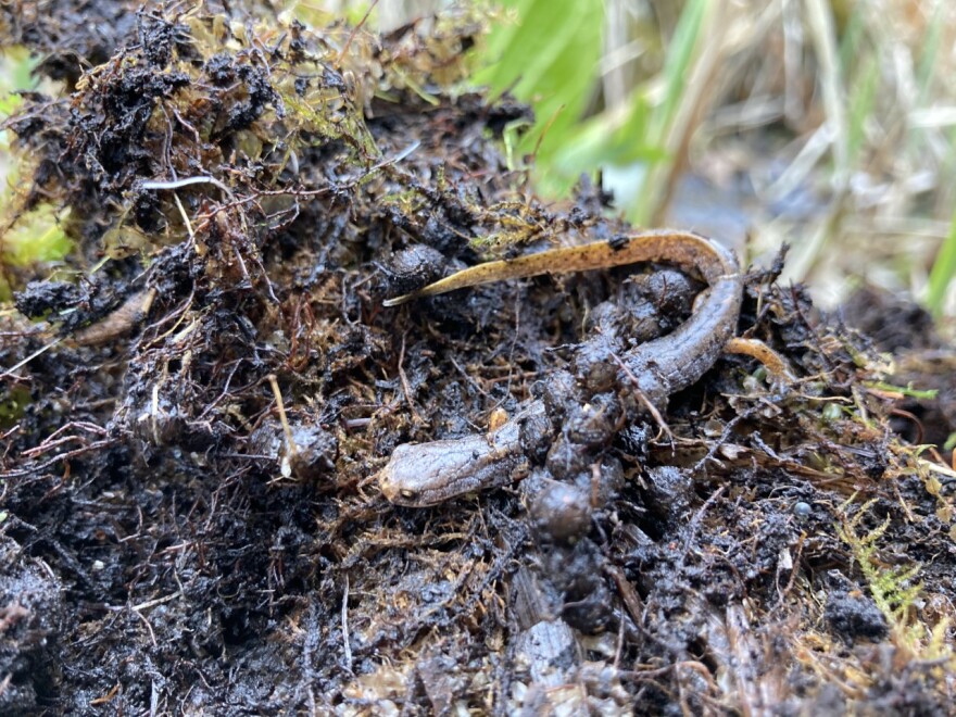 A nesting female four-toed salamander.