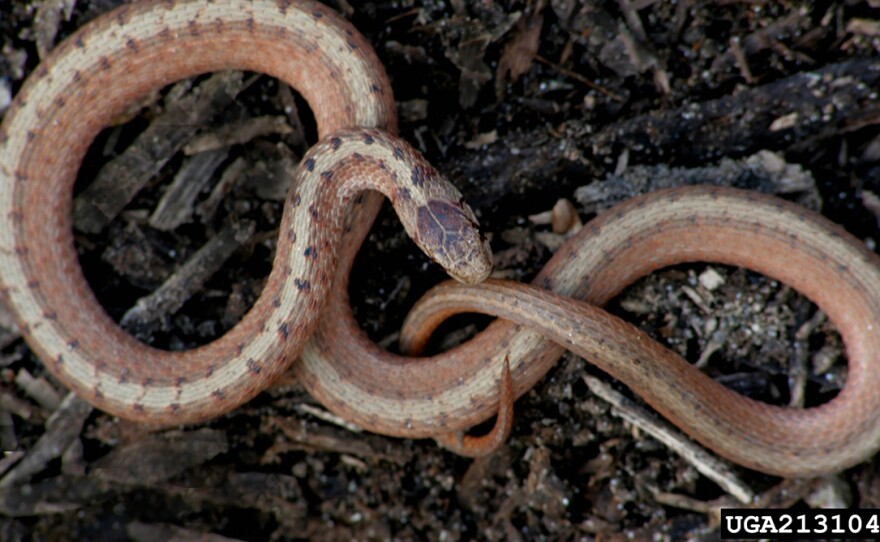 A Dekay's snake (Storeria dekayi), aka Brown snake.