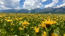 A field of yellow arrowleaf balsamroot flowers in the foreground, with cars and the Teton mountains in the background.
