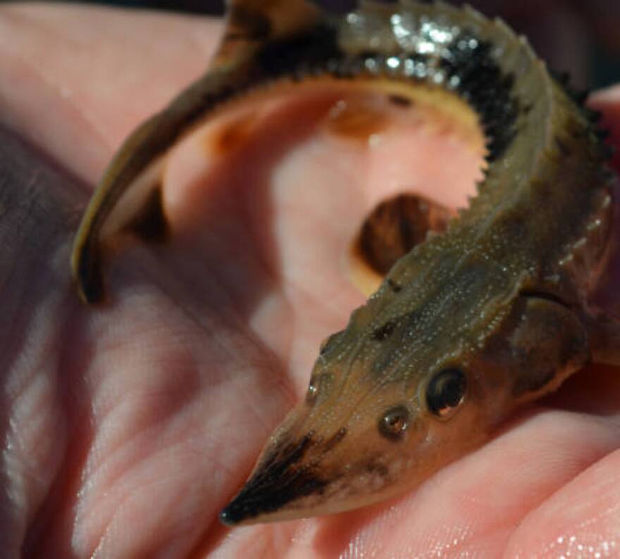 Juvenile lake sturgeon (photo: U.S. Fish and Wildlife Service) 