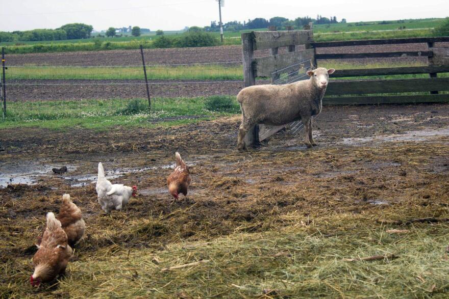 071417_Grazing_animals.jpg