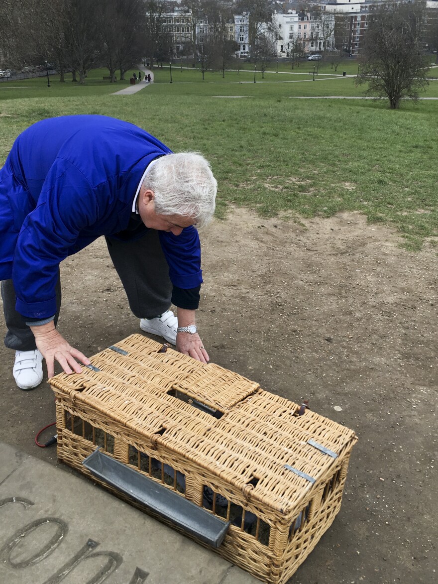 Brian Woodhouse, a member of Britain's Royal Racing Pigeon Association, brought a wicker cage holding seven of his racing pigeons to Regent's Park, where they were fitted with air quality sensors.