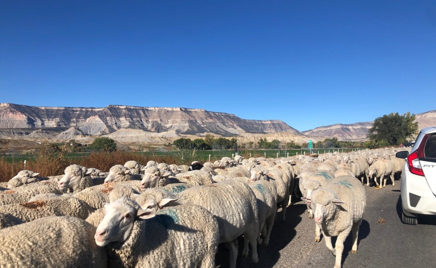 A herd of sheep block the road on the way from Orangeville to Joe's Valley.