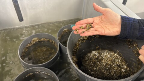 Professor Donna Bilkovic holds juvenile mussels, spawned at the Acuff Center for Aquaculture at William & Mary's Virginia Institute of Marine Science, in Gloucester on Thursday, Nov. 6, 2025.