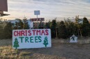 A lot selling Christmas trees, with a sign in the front with the words Christmas trees