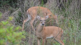 White-tailed deer at Bear Island Campground in the Big Cypress National Preserve in Florida.