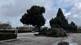 A downed tree in San Luis Obispo after the winter storm brought heavy winds and rain.