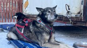 a sled dog rests on a mat outside