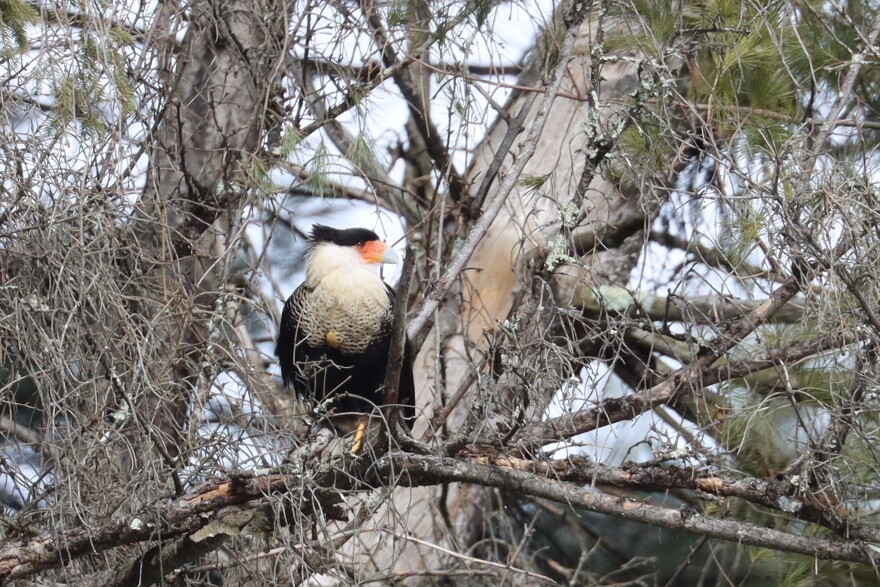 A large black and white bird in a tree.