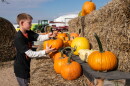 Owen Kraft stocks pumpkins at the Klausmeyer Farm and Pumpkin Patch in Clearwater. This summer's heat and dry weather was tough on Kansas pumpkin farmers.