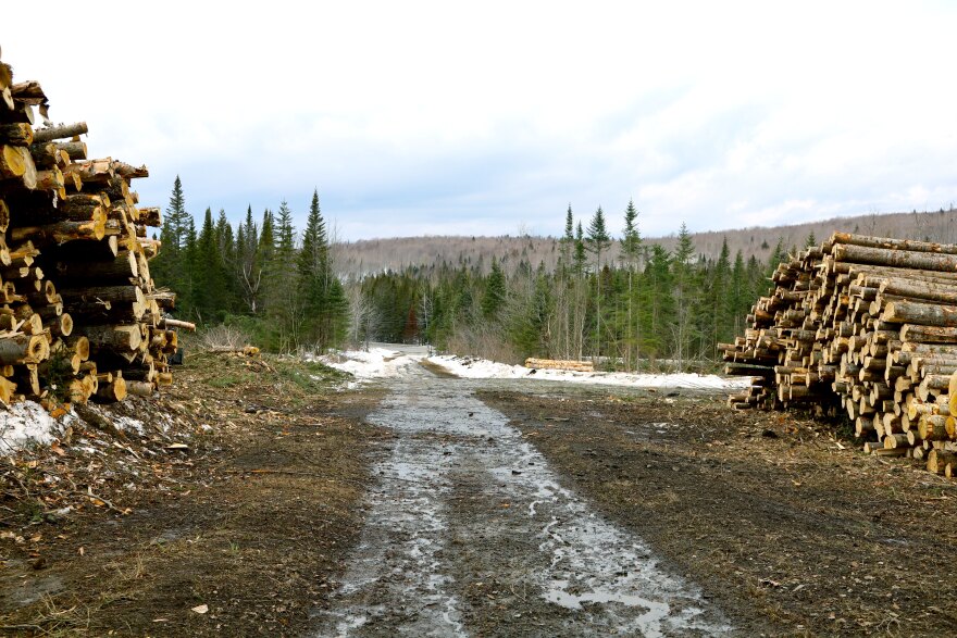 A logging road in northern Somerset County recently.