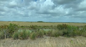 These wetlands in South Dade near the land targeted for the warehouse are part of a restoration plan that will attempt to revive the southern Everglades.