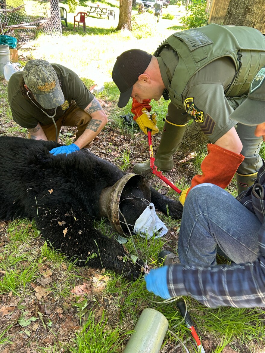A black bear lying on its stomach, paws splayed, with people all around. It's head is stuck through a metal milk jug, and a warden is using pliers to cut it off.