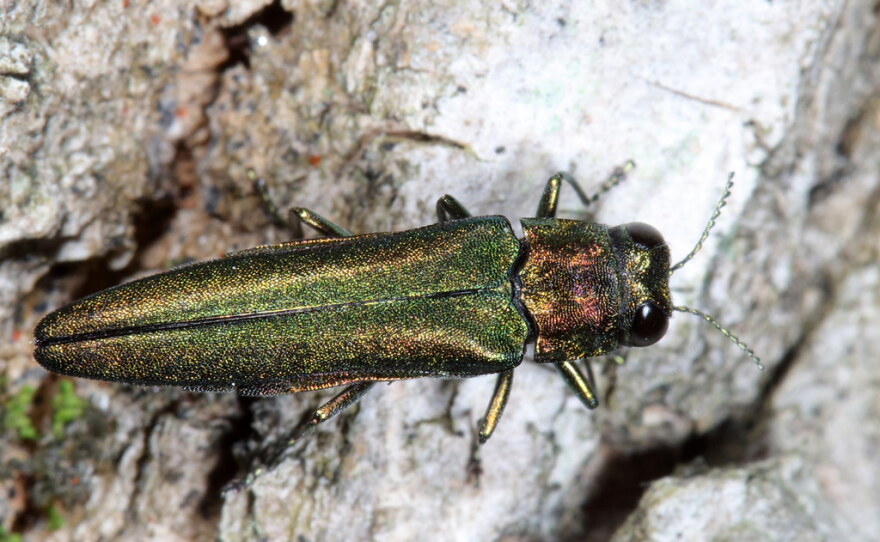 Ashbor Insect Emerald ash borer in Carlton County prompts new quarantine | KAXE