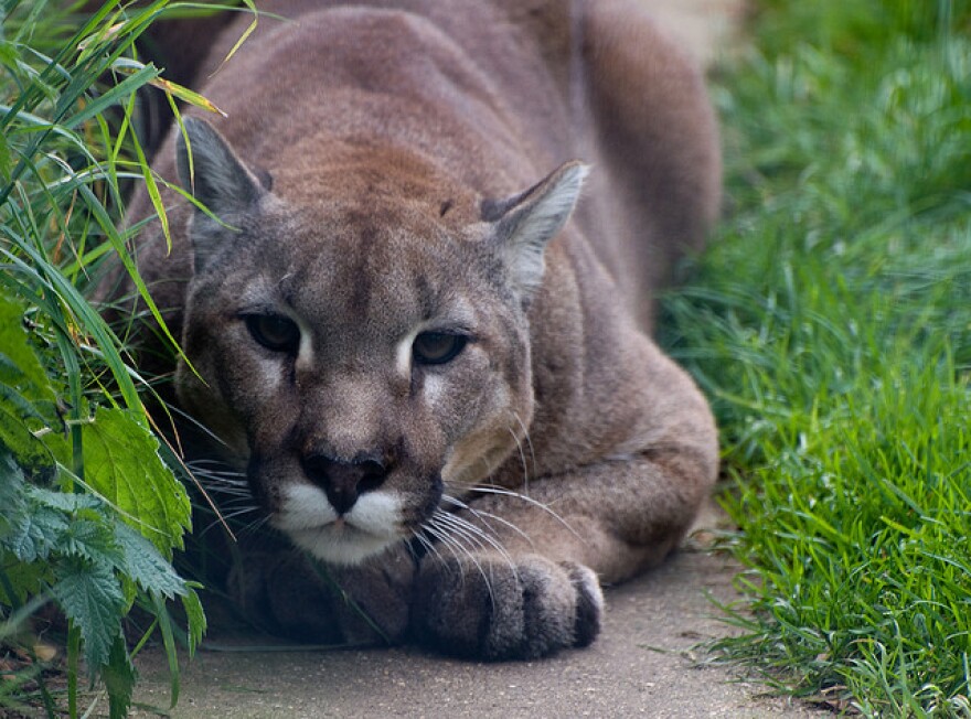 People have claimed to see cougars in the Midwest, but wildlife officials say there are no breeding populations here. The federal government has declared the cougar extinct in the Eastern United States.