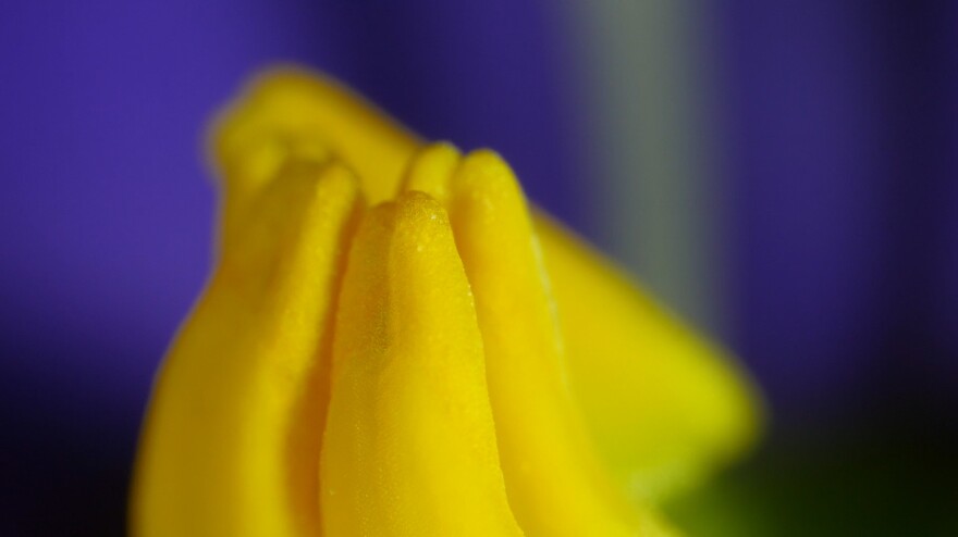 Buzz-pollinated flowers hide pollen grains deep inside their anthers, the long skinny male parts of the plant. Buzz-pollinators bite down at the base of anther and vibrate until pollen grains shoot out the top.