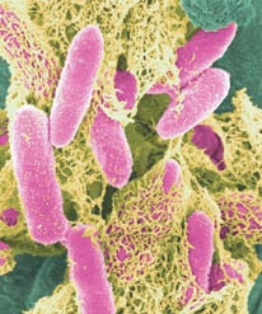 E. coli bacteria