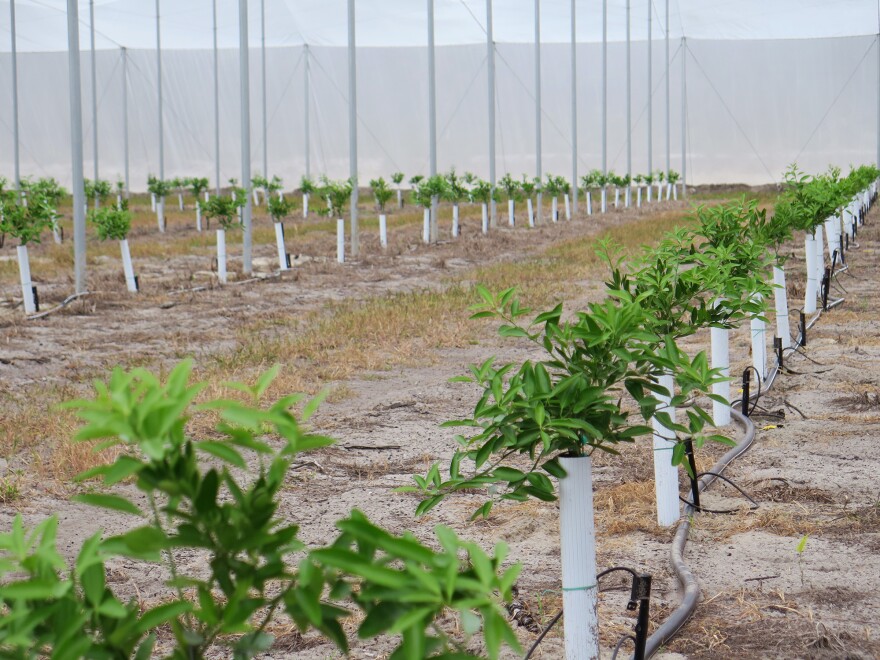 Ed Pines has planted 20 acres of mandarin orange in two large screened enclosures at his facility in Lake Wales, Florida. The screens protect the plants from the vector of the disease.