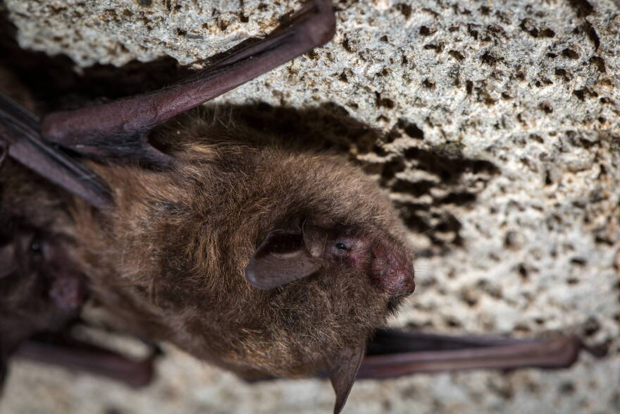 A small brown bat clings to a surface. 