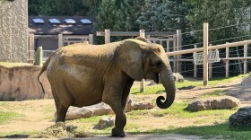As the Maryland Zoo transitions to becoming an all-male elephant habitat, staff sought Seneca Park Zoo to host the 43-year-old Felix.