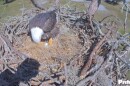 M23, the male half of the breeding eagle pair at a North Fort Myers nest, tends to the egg his partner, F15, laid earlier ion the week. A second egg could be coming if past efforts are an indication.