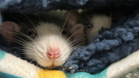 Various rats in cages, woman overseeing their care. 