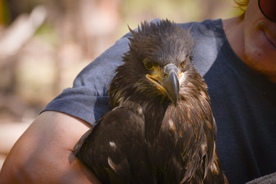 Arizona Game and Fish Department biologists reintroduce young bald eagle to the wild following surgery to remove a fish hook.