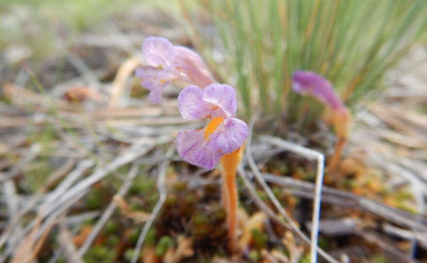 One-flowered broomrape in bloom