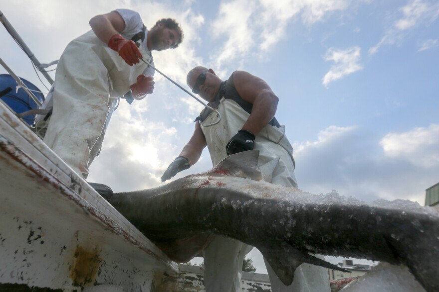 Ed Zirkel, 30, and Sam Koury, 45, pull a shark out of the cooler aboard the Miss Maggie to cut off its fins and prepare it for packaging on Thursday, February 13, 2020, in Madeira Beach, Fla. (Chris Day/Fresh Take Florida)