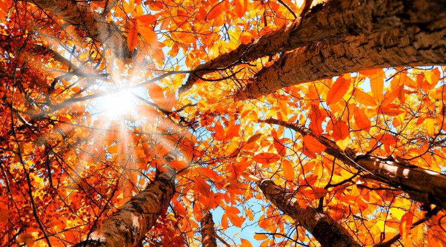 autumn2-1-1170x650.jpg
