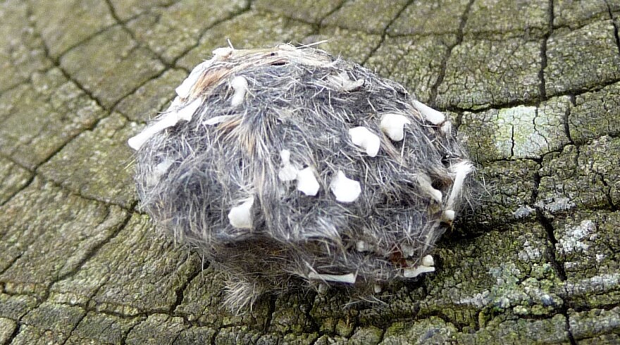 An owl pellet.