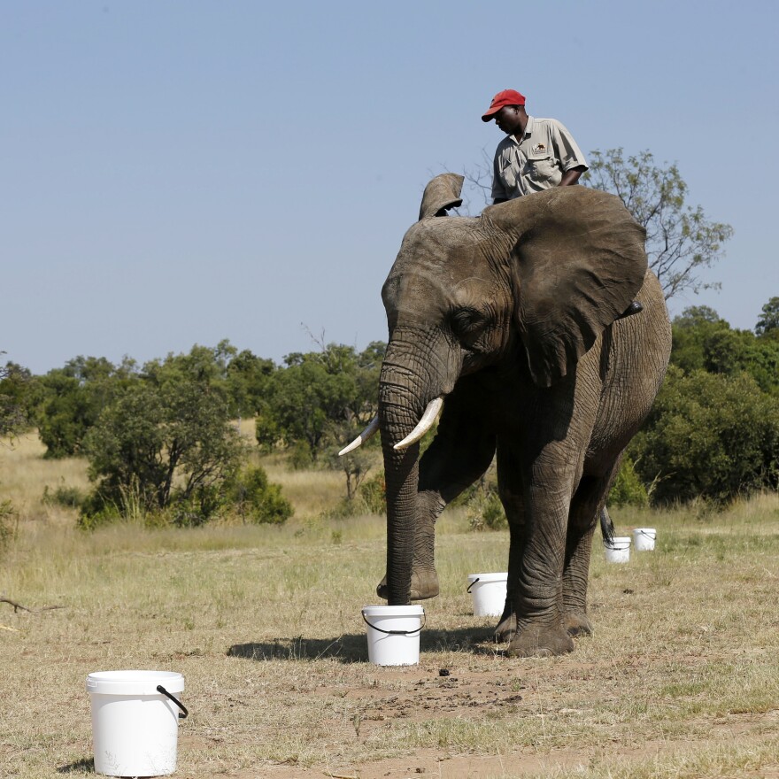 A ranger rides an elephant during a demonstration of its detecting abilities, at the Adventures with Elephants ranch in February.