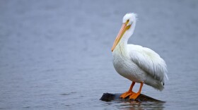 This summer one of the largest birds in North America suddenly showed up in Washington’s Puget Sound. (Manjith Kainickara/Flickr)