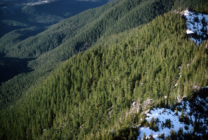 The Still Creek area in the Mt. Hood National Forest is part of 2 million acres of Oregon land protected by the federal Roadless Rule.