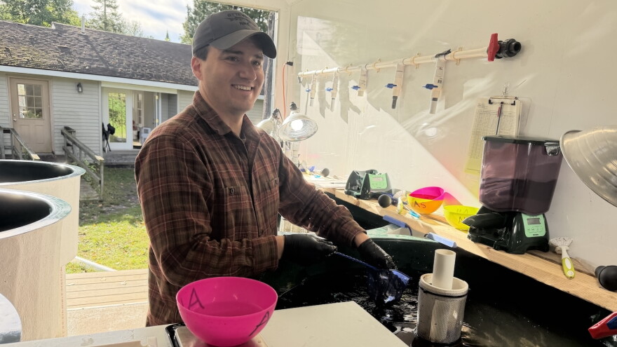 Sean Leask, fish and wildlife biologist with the Grand Traverse Band of Ottawa and Chippewa Indians, scoops and measures Arctic grayling. (Photo credit: Vivian La/IPR News)