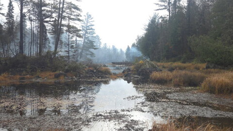 Forested area burned by wildfire.