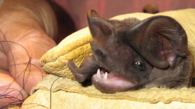  A trio of Florida environmental groups plan to sue to the federal Fish and Wildlife Service for not designating a 10.5-million-acre protected habitat for the endangered Florida bonneted bat, the largest and loudest in the state and the rarest bat in the nation 