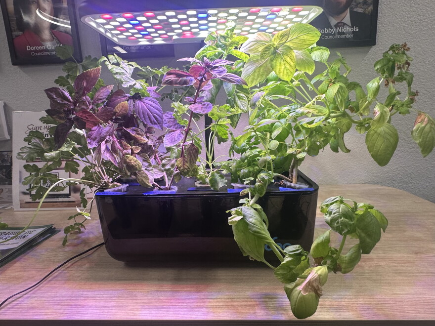 A hydroponic farm growing several different plants and herbs