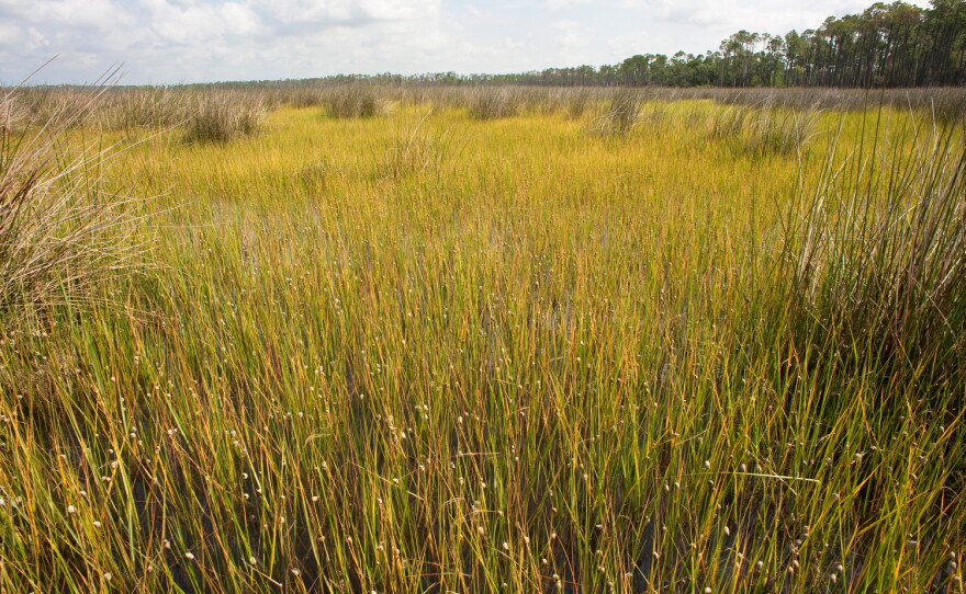 Periwinkle snails on cordgrass, Grand Bay Marsh.